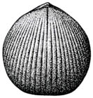 [Sphaerirhynchia wilsoni] (18x17mm)