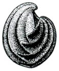 [Howellella elegans] (8x10mm)