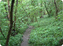A view of the woodpath